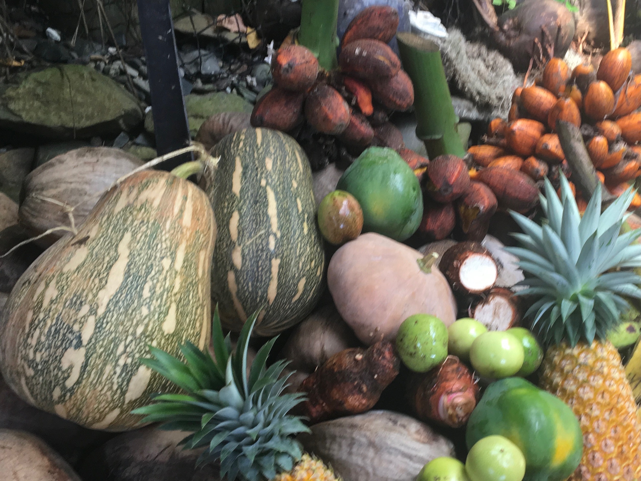 Traditional Samoan local produce including coconuts, pineapple, taro, and tropical fruits